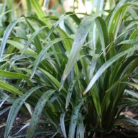 Close-up of a lush, green Dianella 'Tasred®' Flax Lily plant with long, slender leaves growing in dark soil, surrounded by other similar plants in a garden setting.