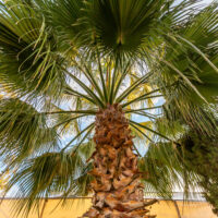 cabbage palm tree livistona australia