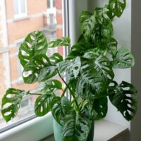 monstera monkey mask monstera adansonii