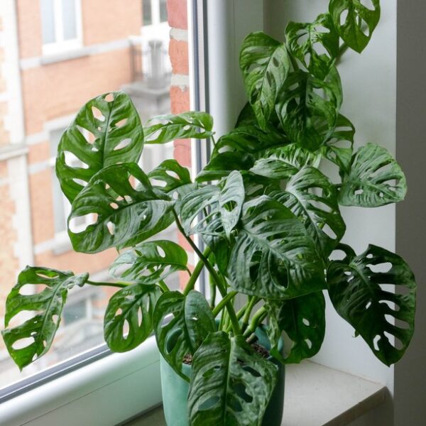 monstera monkey mask monstera adansonii