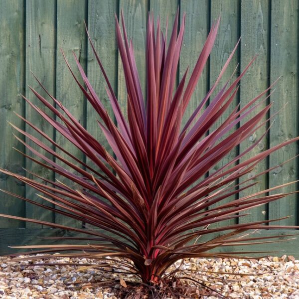A Cordyline 'Pocahontas' in an 8" pot features vibrant red, spiky leaves and thrives on a bed of gravel, adding striking colour in front of a green wooden fence.