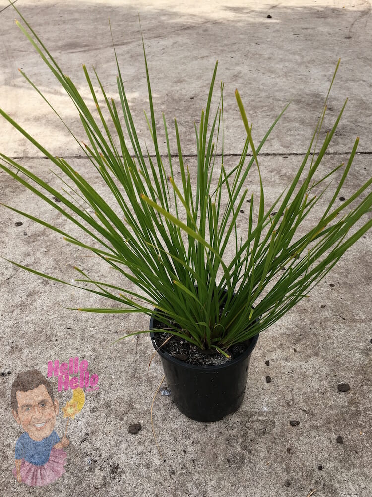 Lomandra Tanika 6" Pot