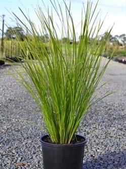 Hello Hello Plants Melbourne Victoria Australia Lomandra longifolia Tanika®