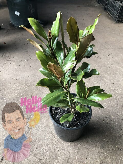 Magnolia 'Little Gem' 8" Pot (Bulk Buy of 5) - Image 3