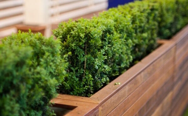 Buxus 'English Box' 3" Pot (Bulk Buy of 20) - Image 3