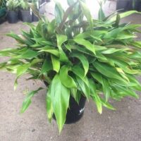 A Philodendron 'Little Phil' 7" Pot potted plant with green leaves.