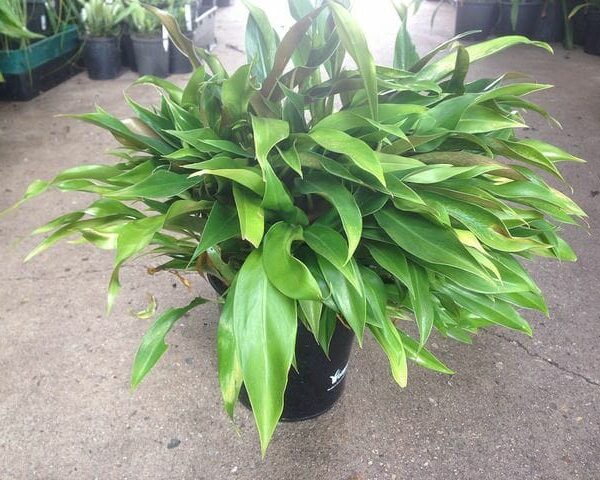 A Philodendron 'Little Phil' 7" Pot potted plant with green leaves.