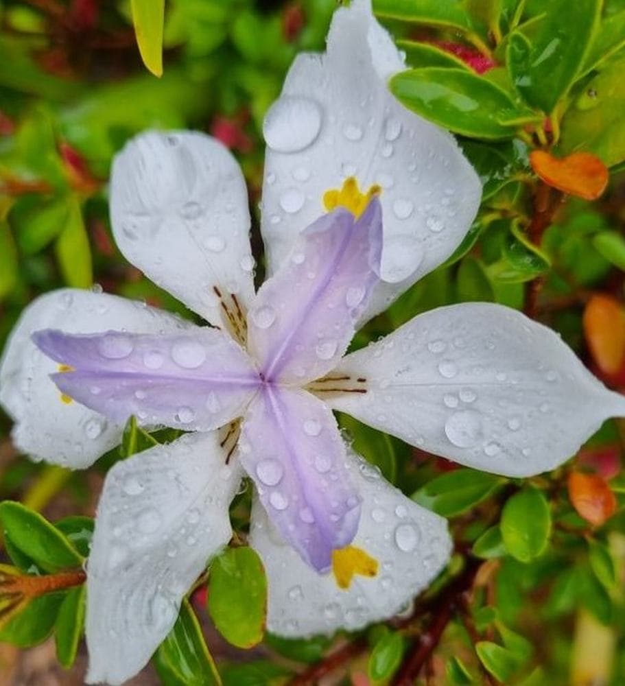 Dietes grandiflora 'Wild Iris' 6" Pot - Image 2