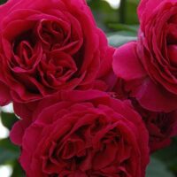 A close-up of three vibrant Rose 'Pierre de Ronsard' Red blooms in full glory set against a lush green backdrop, highlighting the enchanting beauty of this classic rose variety.