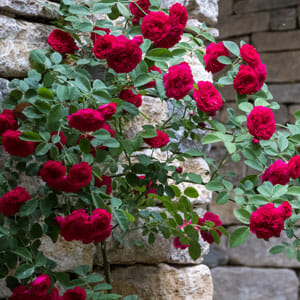 The Rose 'Pierre de Ronsard' Red blossoms vibrantly against the stone wall, with lush green leaves scattered throughout.