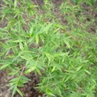 Close-up of Bambusa 'Tiny Fern' Bamboo leaves, showcasing their narrow green blades on thin stems. The blurred soil backdrop enhances the delicate beauty of these features. Available in an 8" pot.