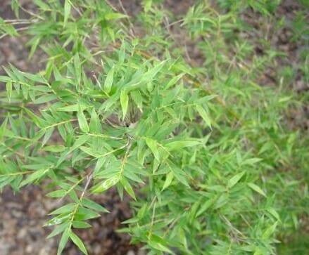 Close-up of Bambusa 'Tiny Fern' Bamboo leaves, showcasing their narrow green blades on thin stems. The blurred soil backdrop enhances the delicate beauty of these features. Available in an 8" pot.