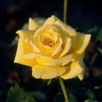 Rose 'Kings Ransom' 2ft Standard