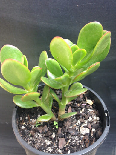 A small Succulents Assorted 6" Pot (Bulk Buy of 5) in an assorted 6" pot.