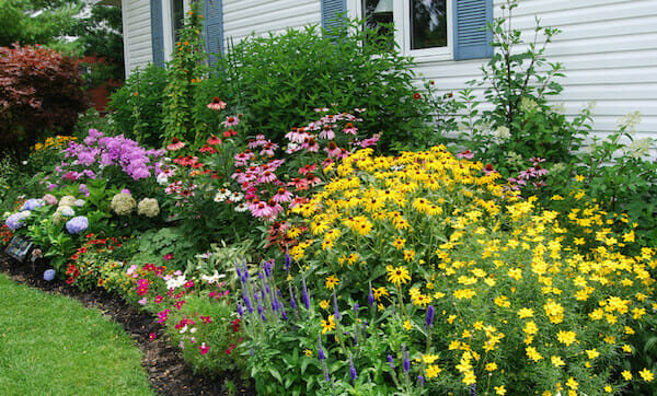 Cottage Plants Package 10 x 8" Pot