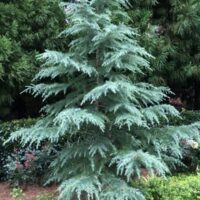 Small Feature Conifer & Pine Trees (Up to 5m)