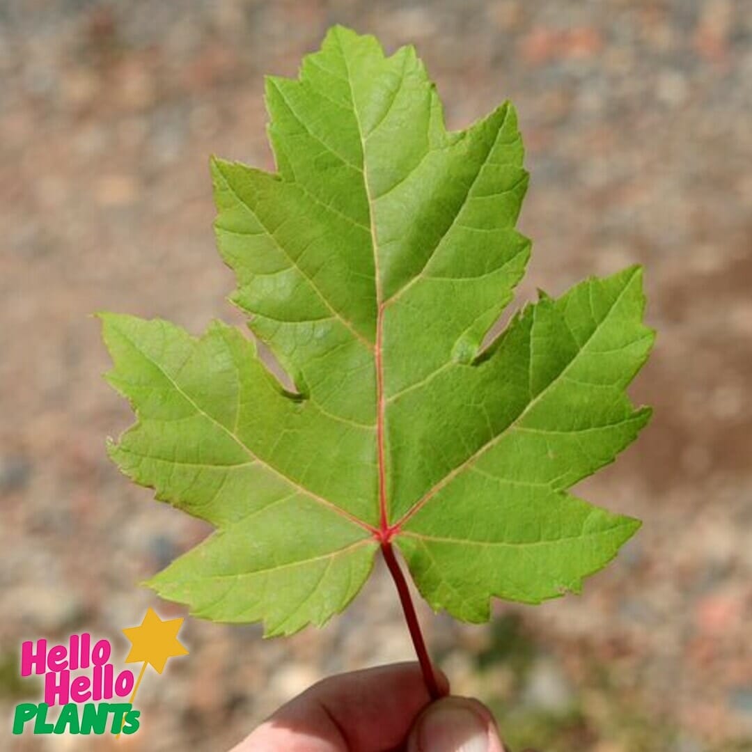 Acer 'Jeffers Red' Maple - Image 4