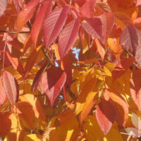 Bright red and orange autumn leaves of the Fraxinus 'Cimmaron Ash' Tree under sunlight.