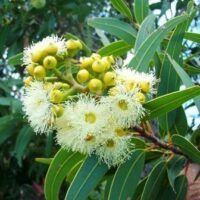 A Corymbia 'Yellow Bloodwood' Dwarf Gum 16" Pot tree with white flowers and green leaves.