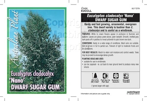 Label for "Eucalyptus 'Dwarf Sugar Gum'" featuring a photo of this dwarf Eucalyptus tree and care details such as size, growth habits, and seasonal information.