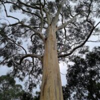 Viewed from below, a towering Eucalyptus 'Manna Gum' with its smooth, pale trunk stands amidst a grove of eucalyptus trees against a cloudy sky.