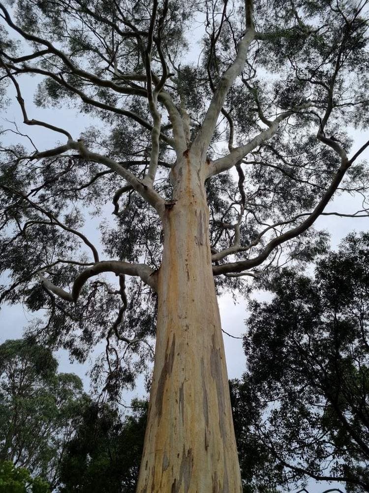 Viewed from below, a towering Eucalyptus 'Manna Gum' with its smooth, pale trunk stands amidst a grove of eucalyptus trees against a cloudy sky.