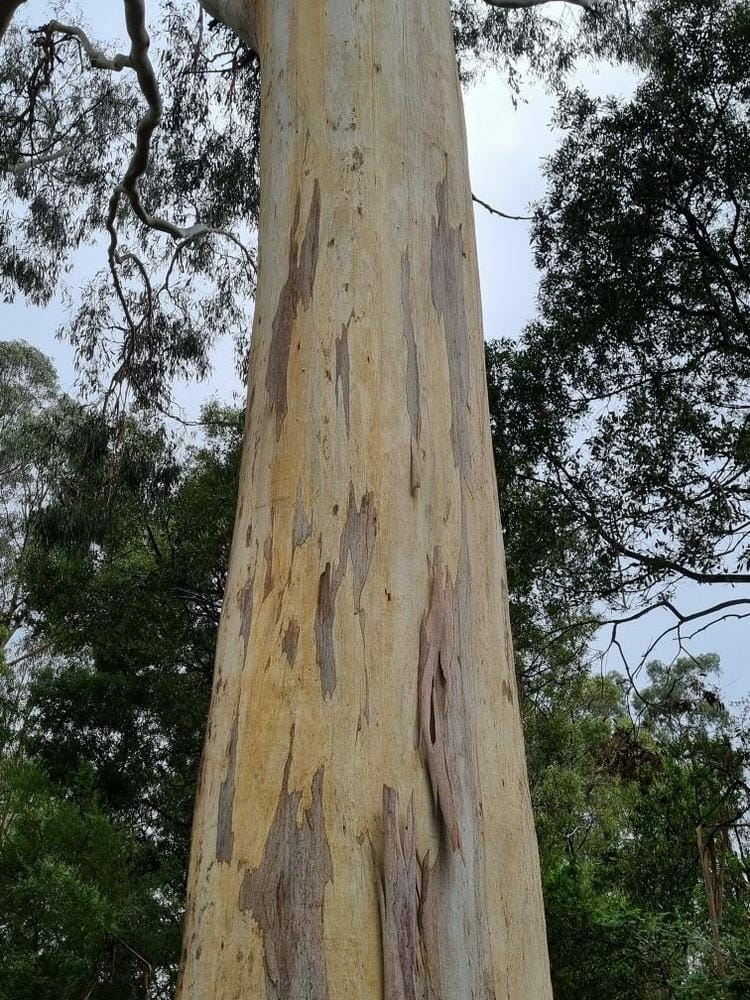 Eucalyptus 'Manna Gum' - Image 3