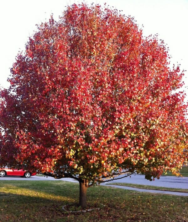Pyrus 'Korean Sun™' Ornamental Pear - Image 2