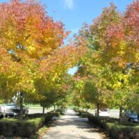 A sidewalk lined with Fraxinus 'Cimmaron Ash' Trees displays vibrant yellow and orange fall foliage, flanked by parked cars on both sides beneath a mostly clear sky.