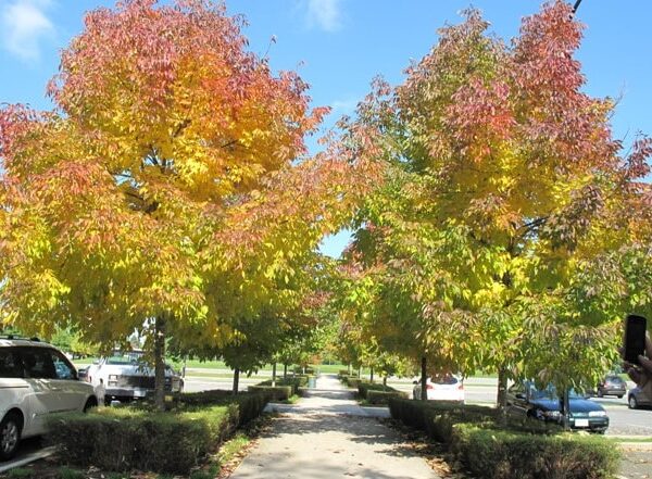 A sidewalk lined with Fraxinus 'Cimmaron Ash' Trees displays vibrant yellow and orange fall foliage, flanked by parked cars on both sides beneath a mostly clear sky.