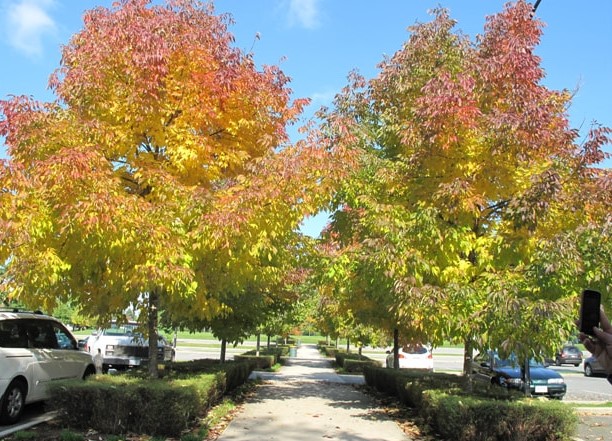 A sidewalk lined with Fraxinus 'Cimmaron Ash' Trees displays vibrant yellow and orange fall foliage, flanked by parked cars on both sides beneath a mostly clear sky.