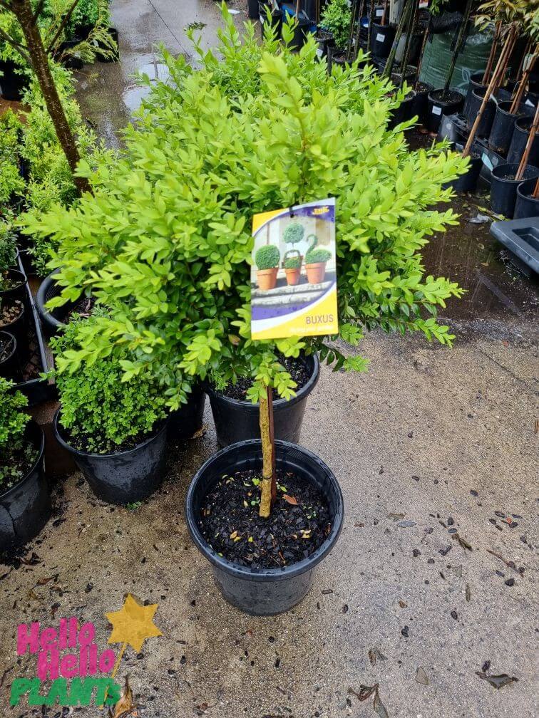 Buxus 'English Box' 2ft (Standard) 13" Pot - Image 3