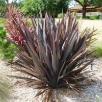 A gracefully standing Phormium 'Purple Haze' Flax in a 6" pot, with its spiky, burgundy-colored leaves, enhances a dry, landscaped area surrounded by grass and trees.