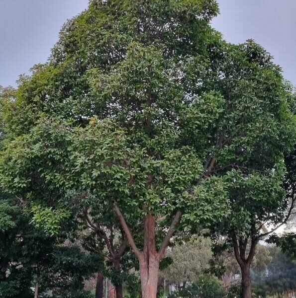 Hello Hello plants nursery melbourne victoria australia Lophostemon Confertus Queensland brush box tree evergreen