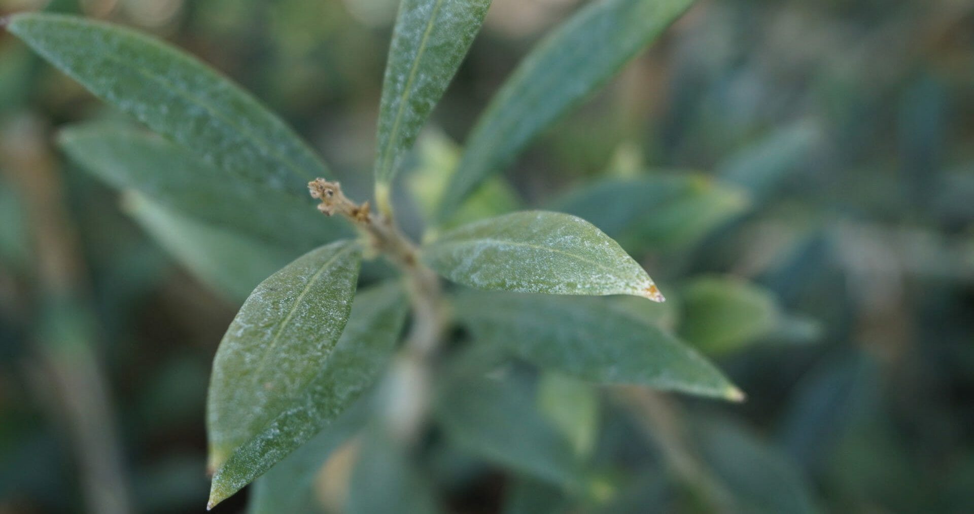 Olea 'Swan Hill' Olive Tree - Image 2