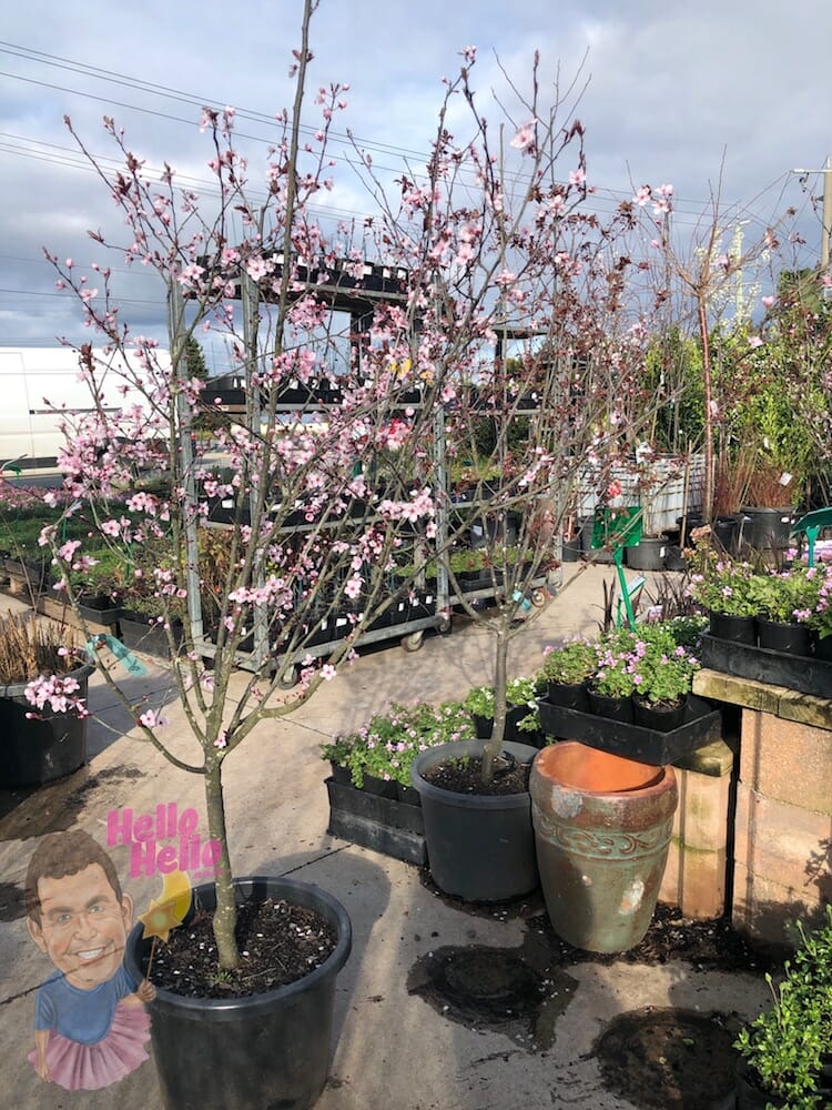 Prunus cerasifera ‘Nigra’ 16" Pot @ Hello Hello Plants
