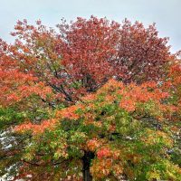 A Quercus 'Scarlet Oak' 16" Pot displays vibrant green, orange, and red leaves as it transitions from summer to autumn beneath a cloudy sky.