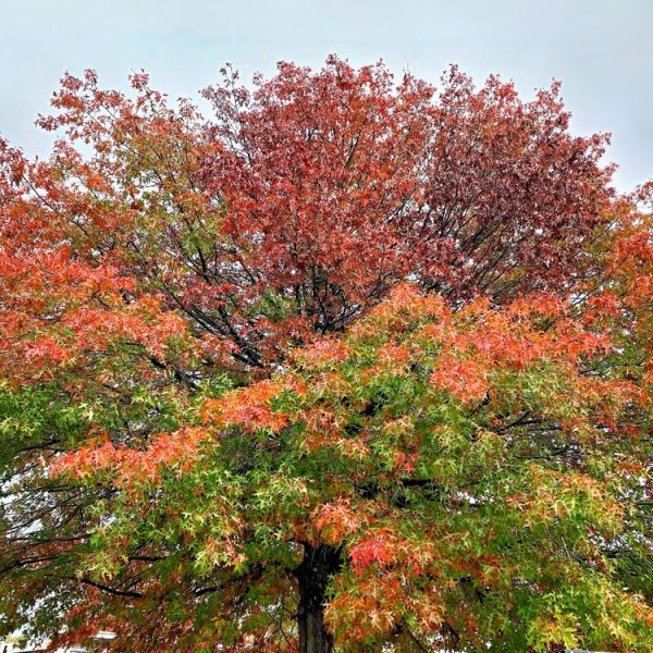A Quercus 'Scarlet Oak' 16" Pot displays vibrant green, orange, and red leaves as it transitions from summer to autumn beneath a cloudy sky.
