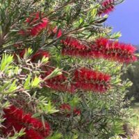 Callistemon 'Red Alert' Bottle Brush flowers on a tree in a field.