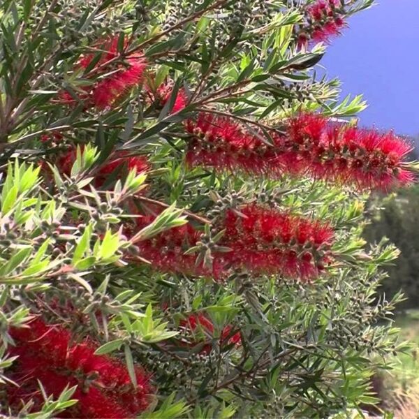 Callistemon 'Red Alert' Bottle Brush flowers on a tree in a field.