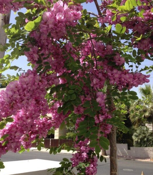 A Robinia 'Purple Robe' Locust Tree 12" Pot with pink flowers in the middle of a street.