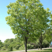 Zelkova 'Green Vase' Japanese Elm 100L