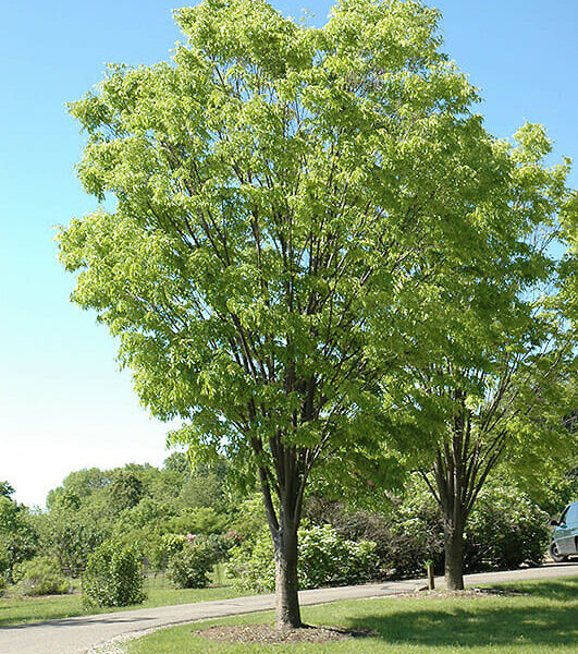 Zelkova 'Green Vase' Japanese Elm 100L