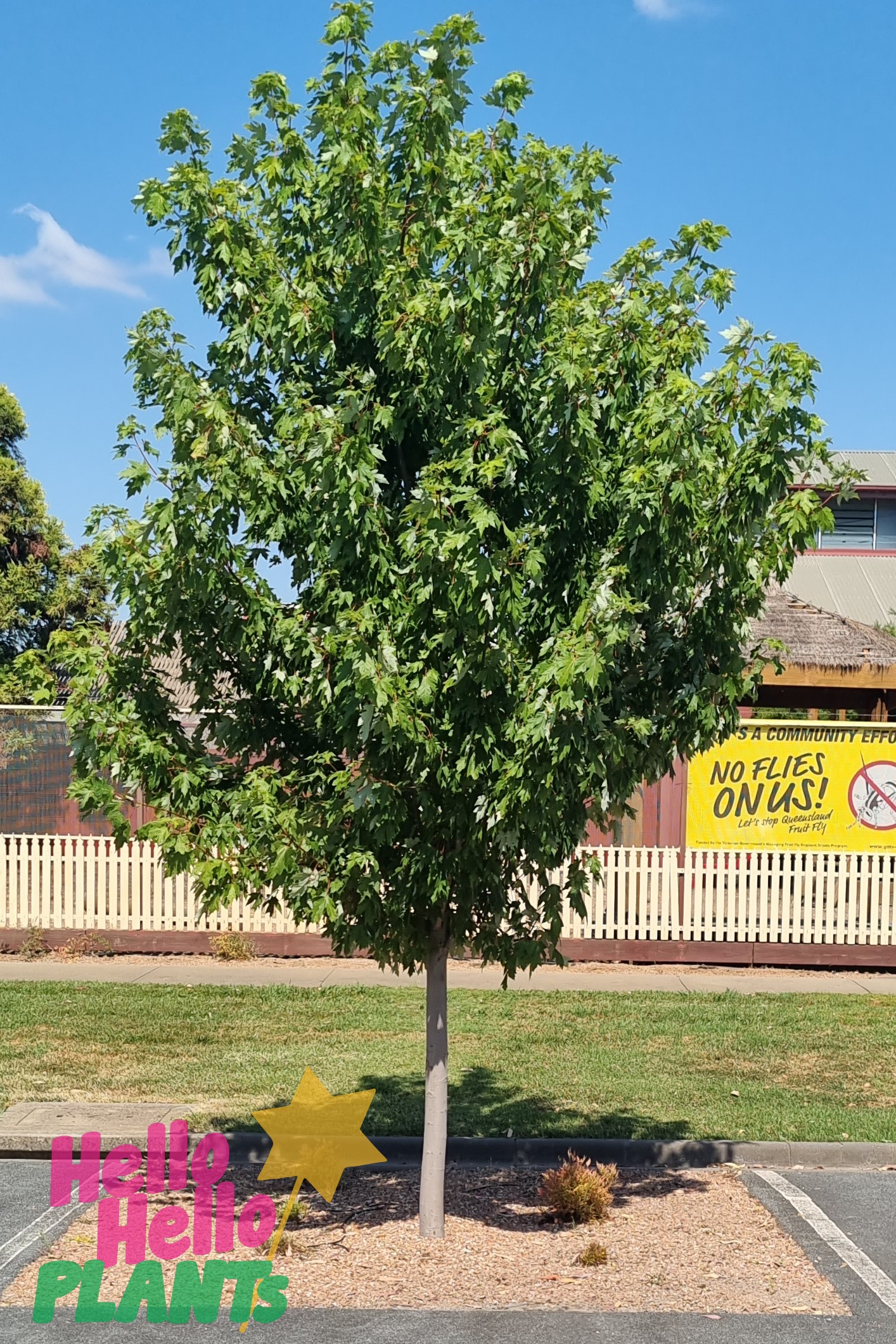 Acer 'Jeffers Red' Maple - Image 8