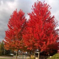 Acer 'Jeffers Red' Maple