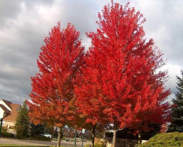Acer 'Jeffers Red' Maple 8" Pot