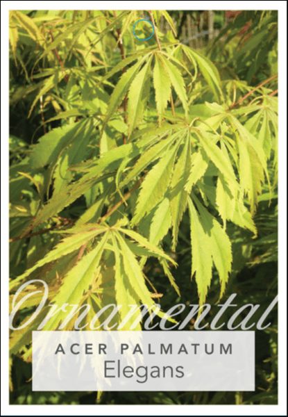 Acer 'Elegans' Japanese Maple 8" Pot - Image 3