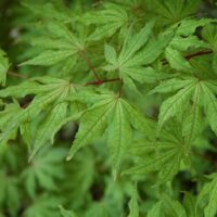 A close up of green leaves on an Acer 'Arakawa' Japanese Maple 13" Pot tree.