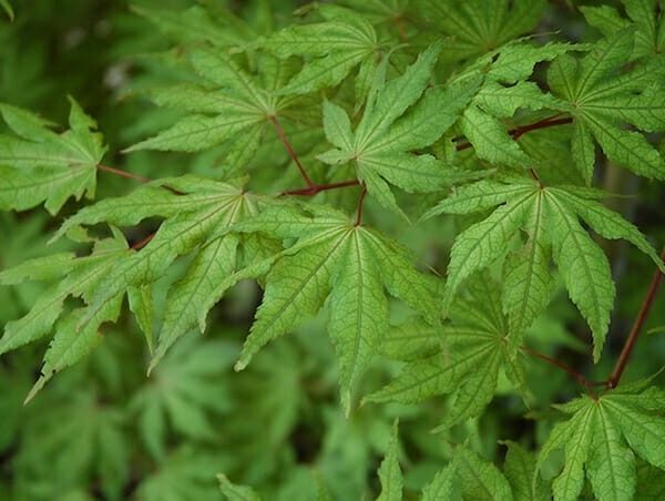 A close up of green leaves on an Acer 'Arakawa' Japanese Maple 13" Pot tree.
