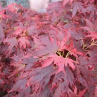Acer 'Aratama' Japanese Maple 10" Pot